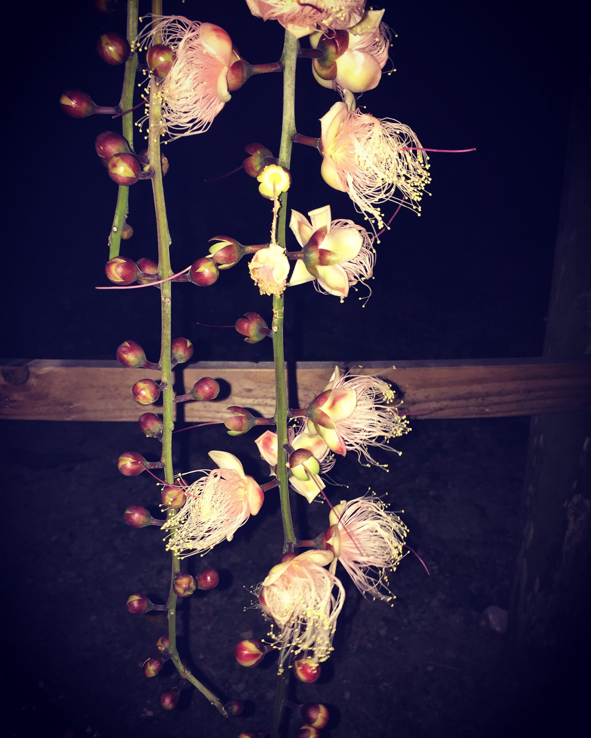 Sagaribana (Powderpuff Trees): サガリバナ – ono okinawa