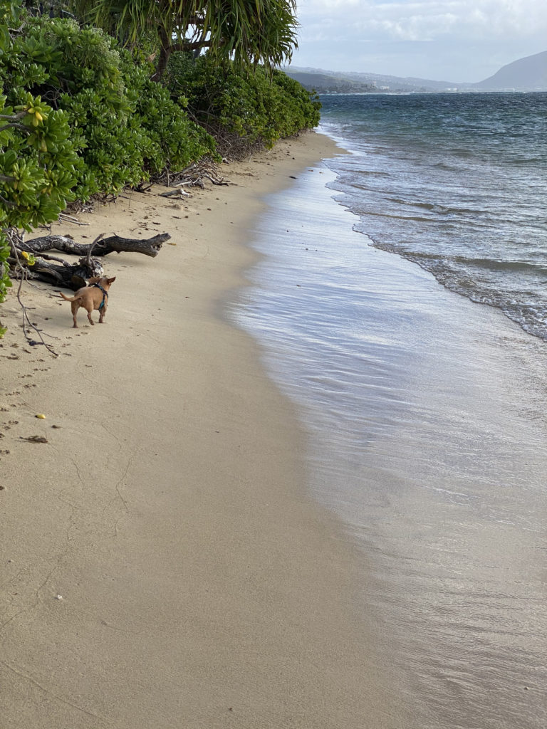 Otto, the Faithful OnoWienerDog enjoys a new tropical island. 